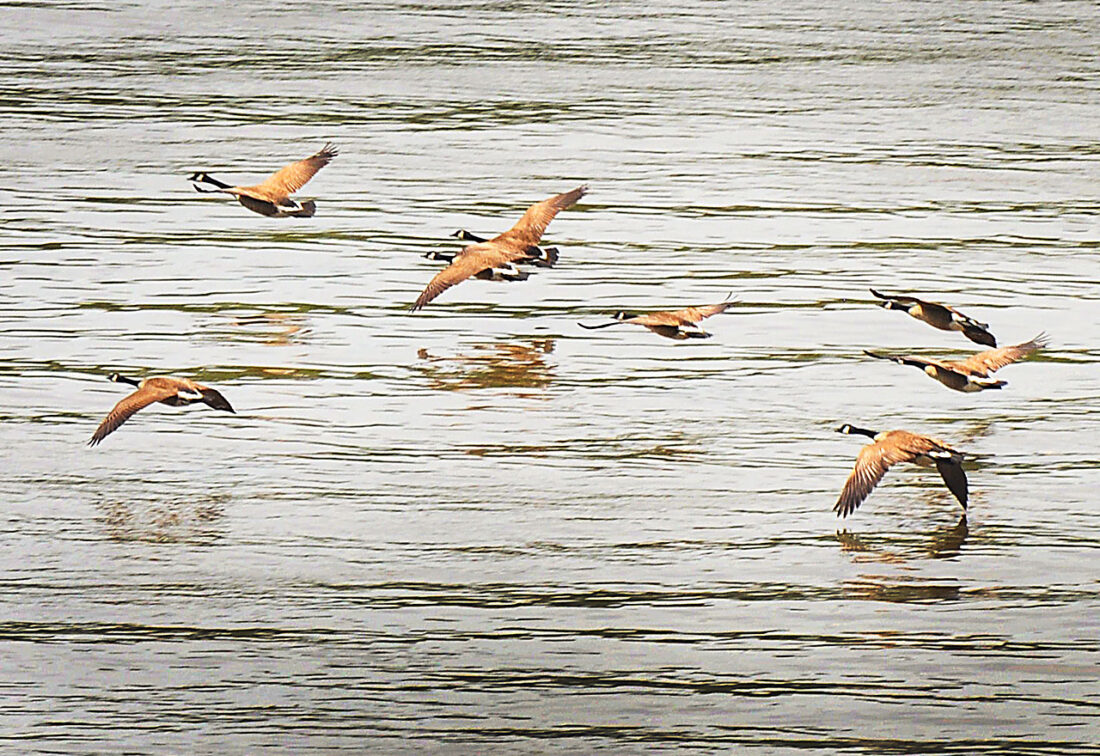 Brewing Locally Image